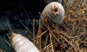The-giant-maggots---quick-010